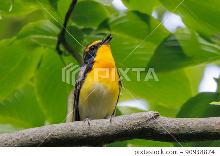 水仙捕蠅草高唱彩妝邀雌鳥 水仙捕蠅草高唱彩妝邀雌鳥 90938874