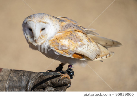 Barn owl Tyto alba is the most widely distributed species of owl in the world Barn owl Tyto alba is the most widely distributed species of owl in the world 90939000
