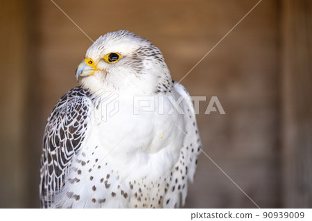 Gyrfalcon Falco rusticolus, the largest of the falcon species, is a bird of prey Gyrfalcon Falco rusticolus, the largest of the falcon species, is a bird of prey 90939009