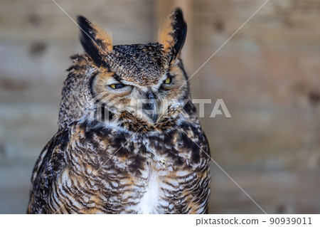 Long-eared owl, Asio otus, northern long-eared owl, lesser horned owl or cat owl 90939011