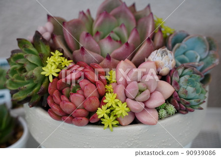 Planting succulent plants 90939086