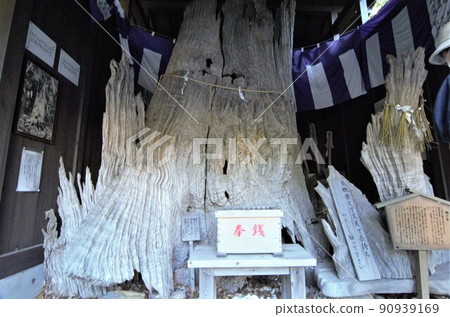 An old tree at Shinmei Shrine that fulfills the wishes of women An old tree at Shinmei Shrine that fulfills the wishes of women 90939169