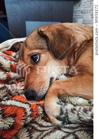 Cute ginger dog sleeping on a blanket 90939272