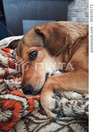Cute ginger dog sleeping on a blanket 90939273
