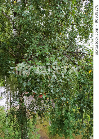 Green leaves on a birch branches closeup Green leaves on a birch branches closeup 90939276