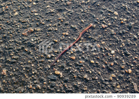 Red earthworm on wet asphalt close up 90939289