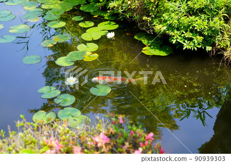 Water lily pond in Kyoto, Yamashiro, Kanonji, sunny season in the rainy season Water lily pond in Kyoto, Yamashiro, Kanonji, sunny season in the rainy season 90939303