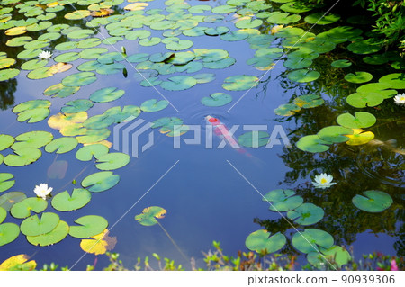 Water lily pond in Kyoto, Yamashiro, Kanonji, sunny season in the rainy season 90939306