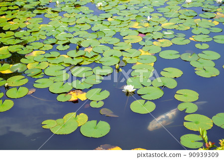 京都、山城、觀音寺的睡蓮池,雨季的晴季 京都、山城、觀音寺的睡蓮池,雨季的晴季 90939309