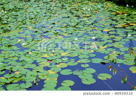 Water lily pond in Kyoto, Yamashiro, Kanonji, sunny season in the rainy season 90939310