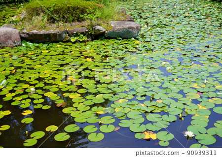 Water lily pond in Kyoto, Yamashiro, Kanonji, sunny season in the rainy season Water lily pond in Kyoto, Yamashiro, Kanonji, sunny season in the rainy season 90939311