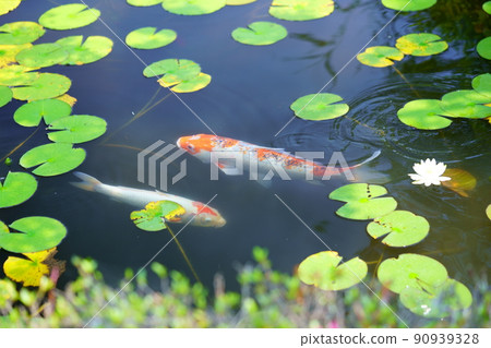 Water lily pond in Kyoto, Yamashiro, Kanonji, sunny season in the rainy season 90939328