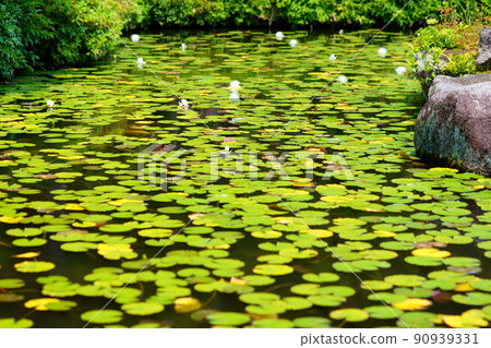 Water lily pond in Kyoto, Yamashiro, Kanonji, sunny season in the rainy season 90939331