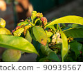 Peach fruit tree with leaf curl diseases closeup 90939567