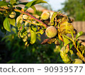 Peach fruit tree with leaf curl diseases closeup 90939577