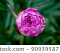 Signle georgeous peony in a full bloom 90939587