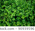 The bright shiny wet green foliage of boxwood Buxus sempervirens 90939596