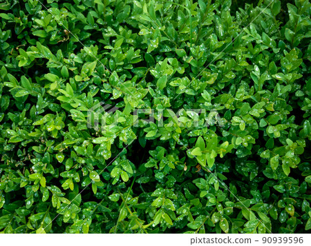 The bright shiny wet green foliage of boxwood Buxus sempervirens The bright shiny wet green foliage of boxwood Buxus sempervirens 90939596