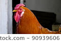 Rooster's red head close-up. Chickens on a farm in the countryside 90939606