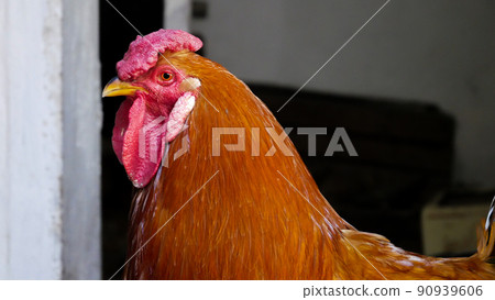Rooster's red head close-up. Chickens on a farm in the countryside Rooster's red head close-up. Chickens on a farm in the countryside 90939606