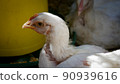 Flock of Many Little chiken nestlings moves in Cage at Eco Birds Farm Close UpMeat Production. Organic Food Industry 90939616