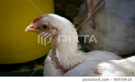 Flock of Many Little chiken nestlings moves in Cage at Eco Birds Farm Close UpMeat Production. Organic Food Industry Flock of Many Little chiken nestlings moves in Cage at Eco Birds Farm Close UpMeat Production. Organic Food Industry 90939616