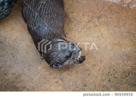 雨中動物園的小爪水獺 90939958