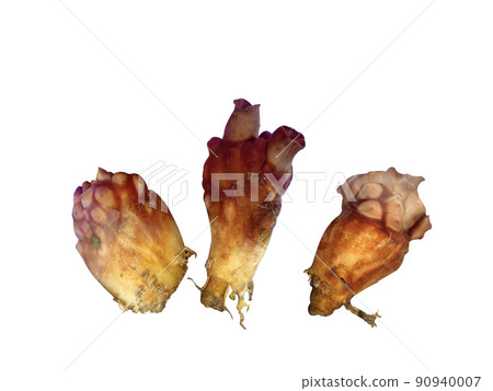 Sea urchin, seafood, nuki 90940007