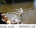 A graceful white swan swimming on a lake with dark green water. The white swan is reflected in the water. 90940118