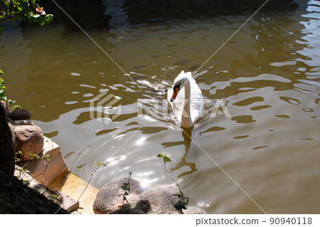 A graceful white swan swimming on a lake with dark green water. The white swan is reflected in the water. 90940118