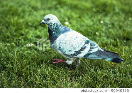 Pigeons on the grass in the park Pigeons on the grass in the park 90940536