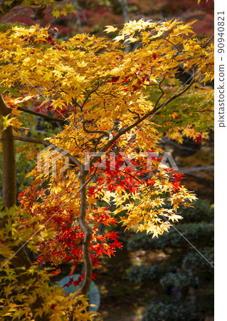 Colors of autumn 90940821