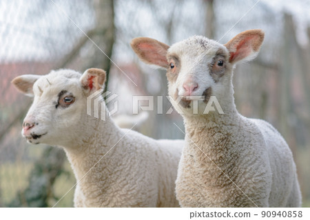 Small and young lambs in pasture in spring. Small and young lambs in pasture in spring. 90940858