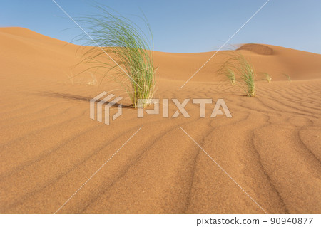 Herbs in sandy desert of erg Chebbi. Herbs in sandy desert of erg Chebbi. 90940877