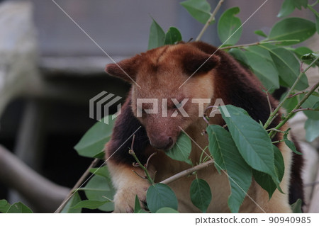 Sedge ki Novoli kangaroo Sedge ki Novoli kangaroo 90940985