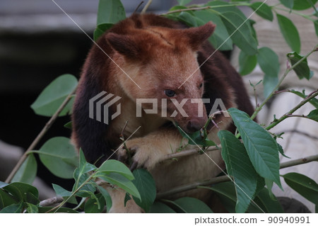 Sedge ki Novoli kangaroo Sedge ki Novoli kangaroo 90940991