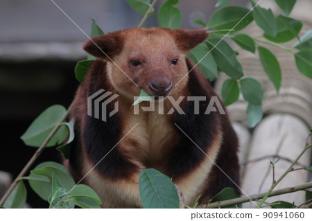 Sedge ki Novoli kangaroo 90941060