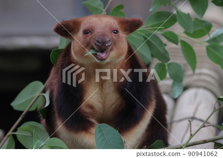 Sedge ki Novoli kangaroo Sedge ki Novoli kangaroo 90941062