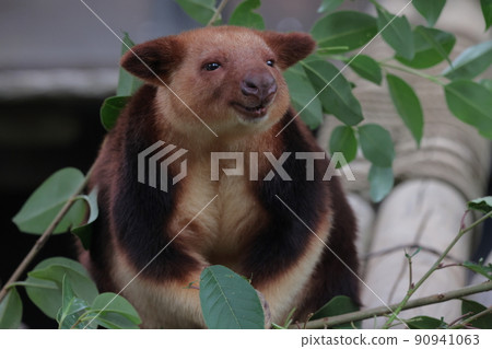 Sedge ki Novoli kangaroo 90941063