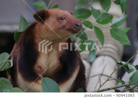 Sedge ki Novoli kangaroo Sedge ki Novoli kangaroo 90941065