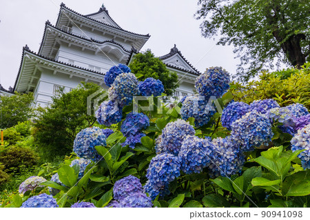 （神奈川縣）小田原城跡公園，有美麗的繡球花天守閣 90941098