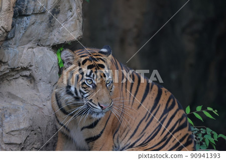 Sumatran tiger Sumatran tiger 90941393