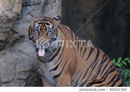 Sumatran tiger Sumatran tiger 90941394