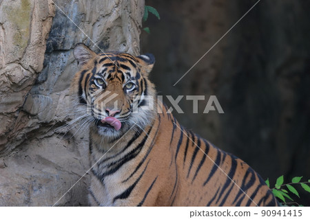 Sumatran tiger 90941415
