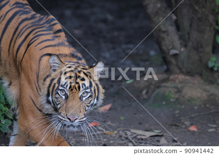 Sumatran tiger 90941442
