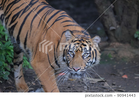 Sumatran tiger 90941443
