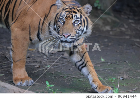 Sumatran tiger Sumatran tiger 90941444