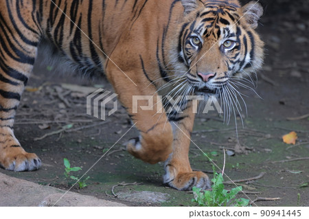 Sumatran tiger Sumatran tiger 90941445