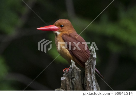 Ruddy Kingfisher in the depths of the forest Ruddy Kingfisher in the depths of the forest 90941514