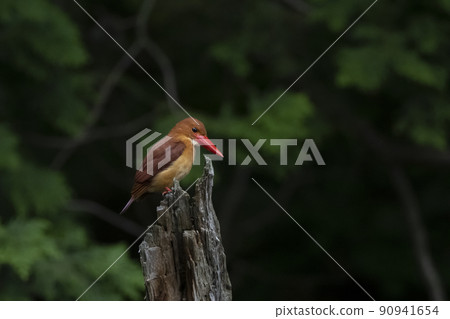 Ruddy Kingfisher in the depths of the forest 90941654